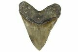 Serrated, Fossil Megalodon Tooth - North Carolina #370208-2